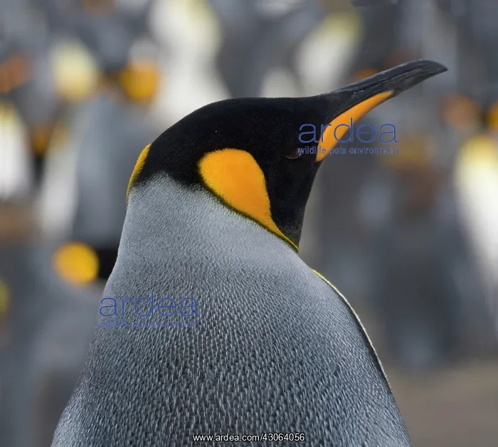 : King Penguin (Aptenodytes patagonicus) : King Penguin (Aptenodytes patagonicus)
