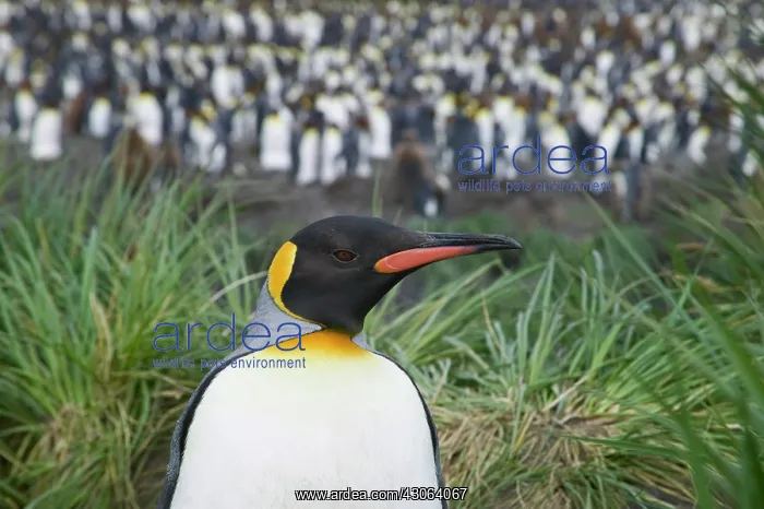 : King Penguin (Aptenodytes patagonicus) : King Penguin (Aptenodytes patagonicus)