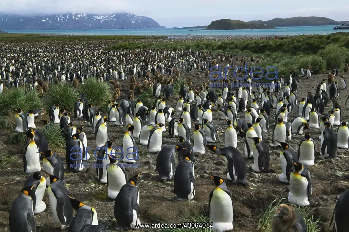 : King Penguin (Aptenodytes patagonicus) : King Penguin (Aptenodytes patagonicus)