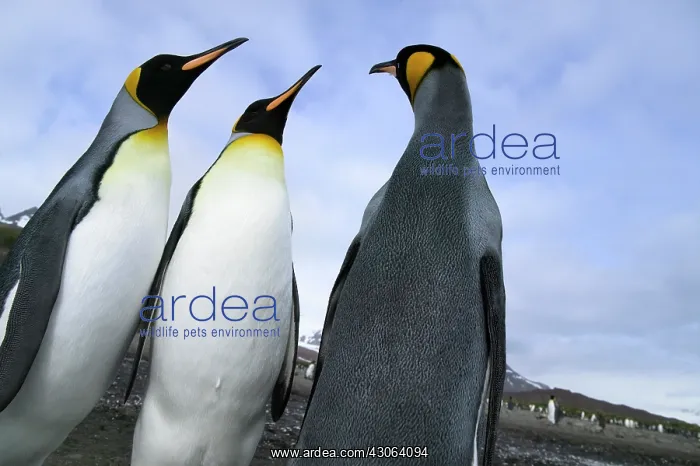 : King Penguin (Aptenodytes patagonicus) : King Penguin (Aptenodytes patagonicus)