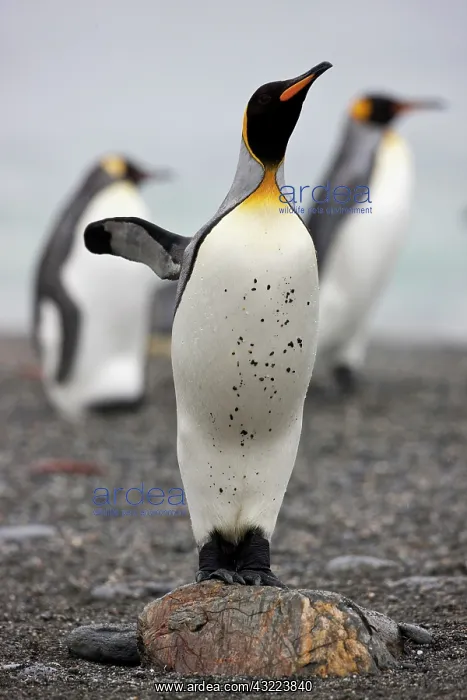 : King Penguin (Aptenodytes patagonicus) on : King Penguin (Aptenodytes patagonicus) on