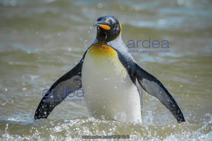 : King penguin (Aptenodytes patagonicus) bathes at : King penguin (Aptenodytes patagonicus) bathes at