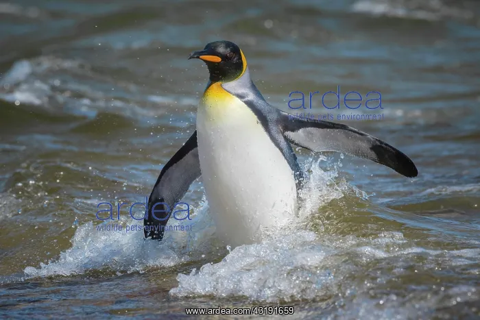 : King penguin (Aptenodytes patagonicus) bathes at : King penguin (Aptenodytes patagonicus) bathes at