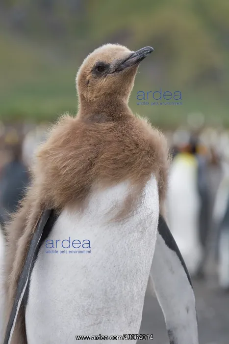 : King Penguin (Aptenodytes patagonicus) chick : King Penguin (Aptenodytes patagonicus) chick