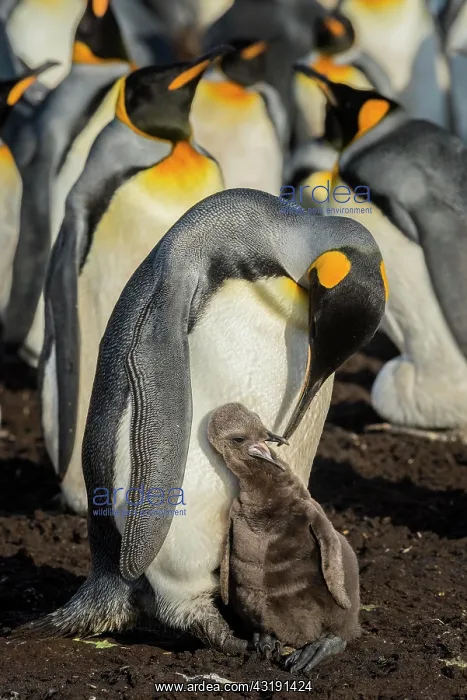 : King penguin (Aptenodytes patagonicus) with chicks : King penguin (Aptenodytes patagonicus) with chicks