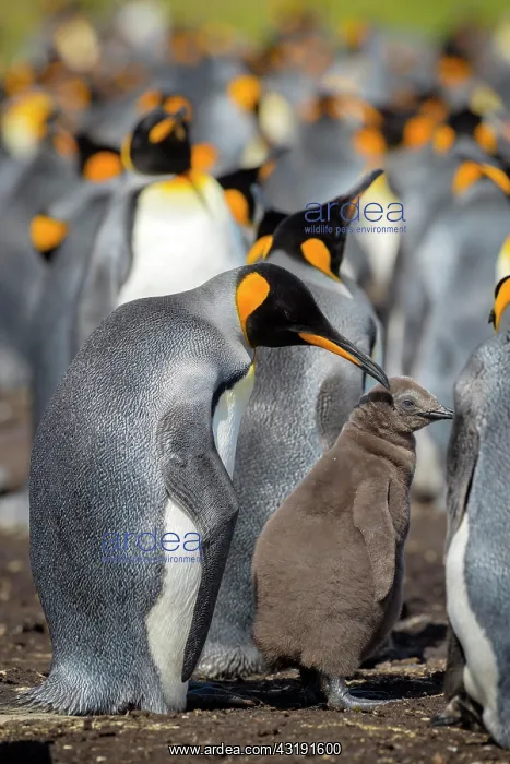 : King penguin (Aptenodytes patagonicus) with chicks : King penguin (Aptenodytes patagonicus) with chicks
