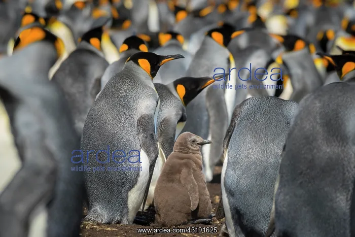 : King penguin (Aptenodytes patagonicus) with chicks : King penguin (Aptenodytes patagonicus) with chicks