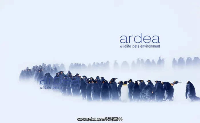 : King Penguin (Aptenodytes patagonicus) colony, huddled : King Penguin (Aptenodytes patagonicus) colony, huddled