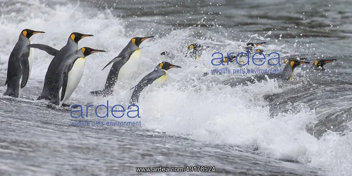 : King Penguin (Aptenodytes patagonicus) group going to sea : King Penguin (Aptenodytes patagonicus) group going to sea