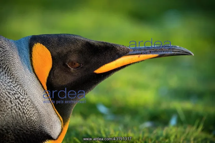 : King penguin (Aptenodytes patagonicus) in a meadow : King penguin (Aptenodytes patagonicus) in a meadow