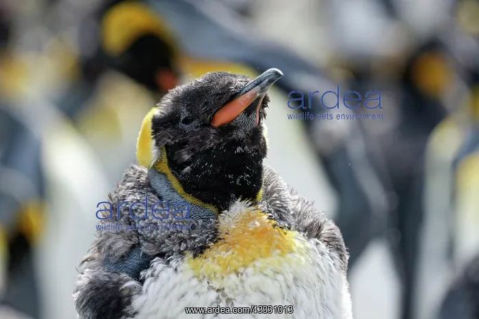 : King penguin (Aptenodytes patagonicus) in moult : King penguin (Aptenodytes patagonicus) in moult