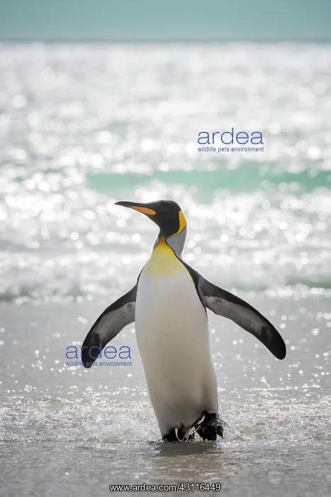 : King penguin (Aptenodytes patagonicus), The Neck : King penguin (Aptenodytes patagonicus), The Neck