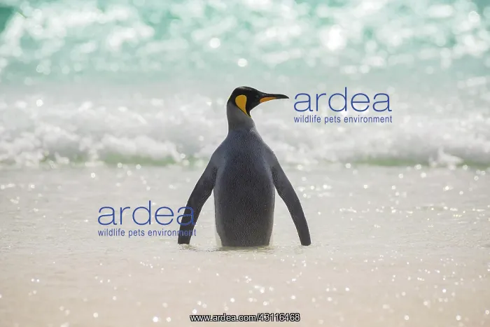 : King penguin (Aptenodytes patagonicus), The Neck : King penguin (Aptenodytes patagonicus), The Neck