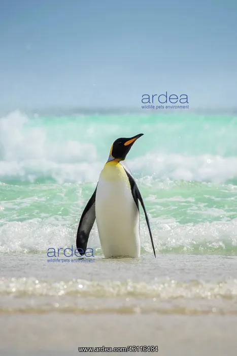 : King penguin (Aptenodytes patagonicus), The Neck : King penguin (Aptenodytes patagonicus), The Neck
