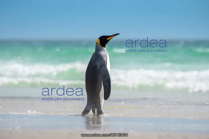 : King penguin (Aptenodytes patagonicus), The Neck : King penguin (Aptenodytes patagonicus), The Neck