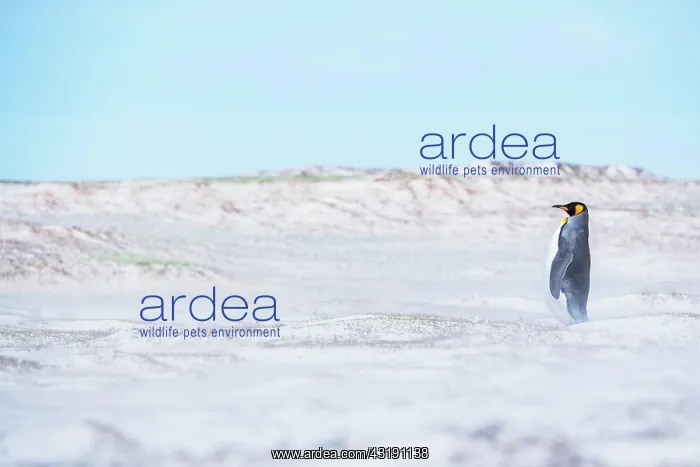 : King penguin (Aptenodytes patagonicus) standing : King penguin (Aptenodytes patagonicus) standing