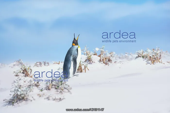 : King penguin (Aptenodytes patagonicus) standing : King penguin (Aptenodytes patagonicus) standing