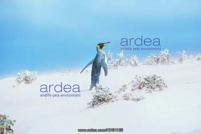 : King penguin (Aptenodytes patagonicus) walking through : King penguin (Aptenodytes patagonicus) walking through