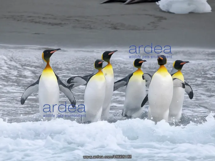 : King penguin on a beach. Antarctica, South Georgia, Cooper : King penguin on a beach. Antarctica, South Georgia, Cooper