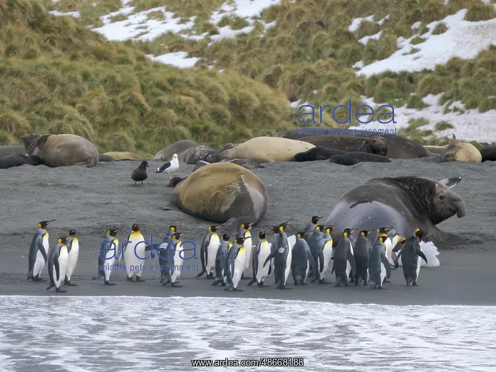 : King penguin on a beach. Antarctica, South Georgia, Cooper : King penguin on a beach. Antarctica, South Georgia, Cooper