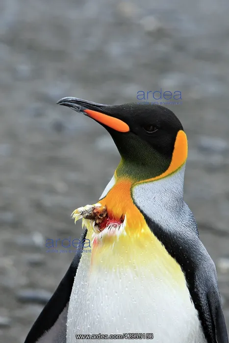 : King Penguin - bitten by sea leopard : King Penguin - bitten by sea leopard