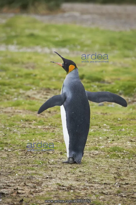 : King Penguin - braying : King Penguin - braying