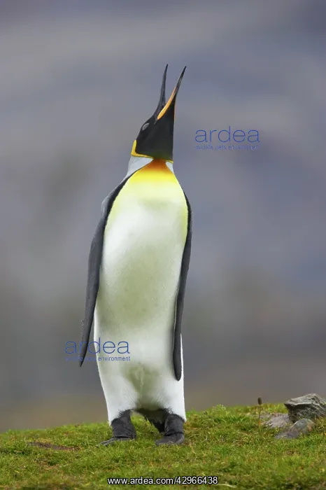 : King Penguin - braying : King Penguin - braying