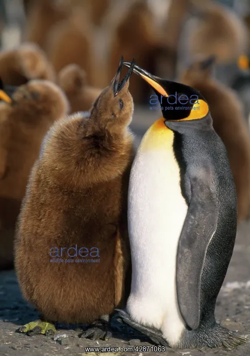 : King Penguin - breeding colony - 10 month old chick : King Penguin - breeding colony - 10 month old chick