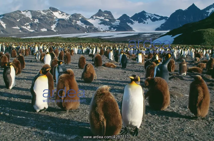 : King PENGUIN - Breeding colony with 10 month old chicks : King PENGUIN - Breeding colony with 10 month old chicks