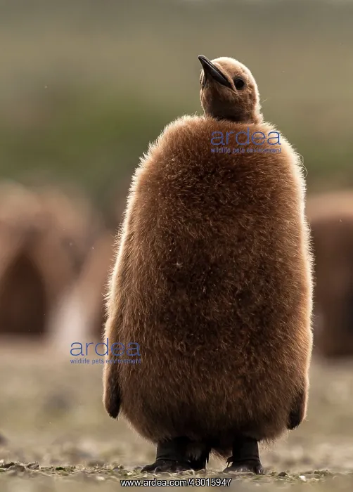  : King Penguin chick