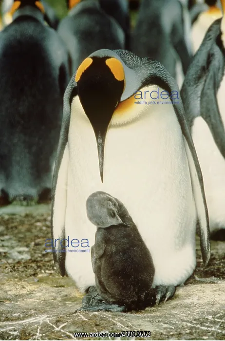 : KING PENGUIN - with chick : KING PENGUIN - with chick