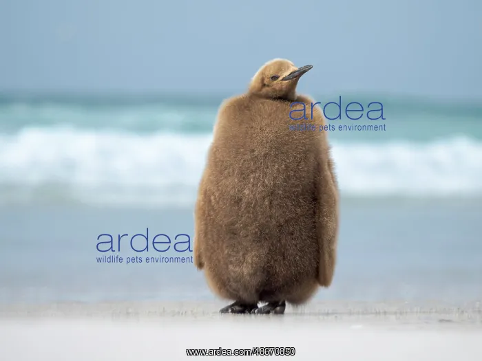 : King penguin chick on beach in the Falkland Islands in the : King penguin chick on beach in the Falkland Islands in the