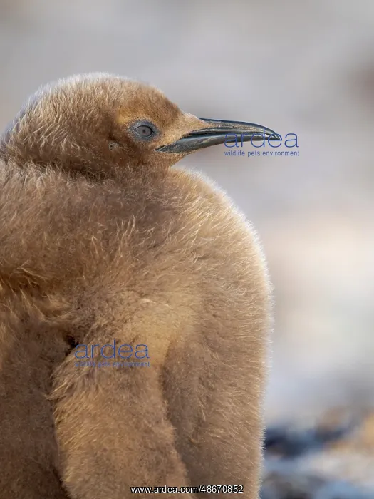 : King penguin chick on beach in the Falkland Islands in the : King penguin chick on beach in the Falkland Islands in the