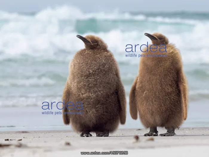 : King penguin chick on beach in the Falkland Islands in the : King penguin chick on beach in the Falkland Islands in the