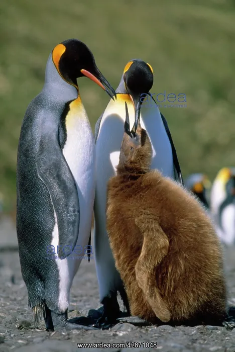 : King Penguin - chick begging for food from adult : King Penguin - chick begging for food from adult