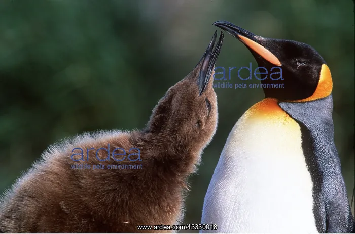 : KING PENGUIN - chick begging for food from parent : KING PENGUIN - chick begging for food from parent