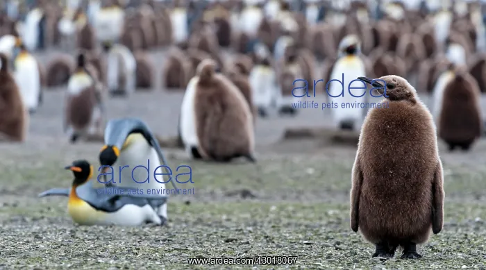 : King Penguin chick at colony with mating pair in : King Penguin chick at colony with mating pair in