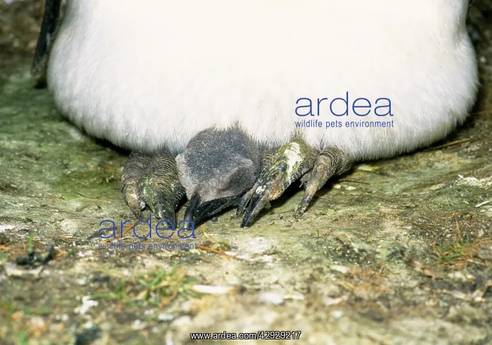 : King Penguin - With chick on feet : King Penguin - With chick on feet