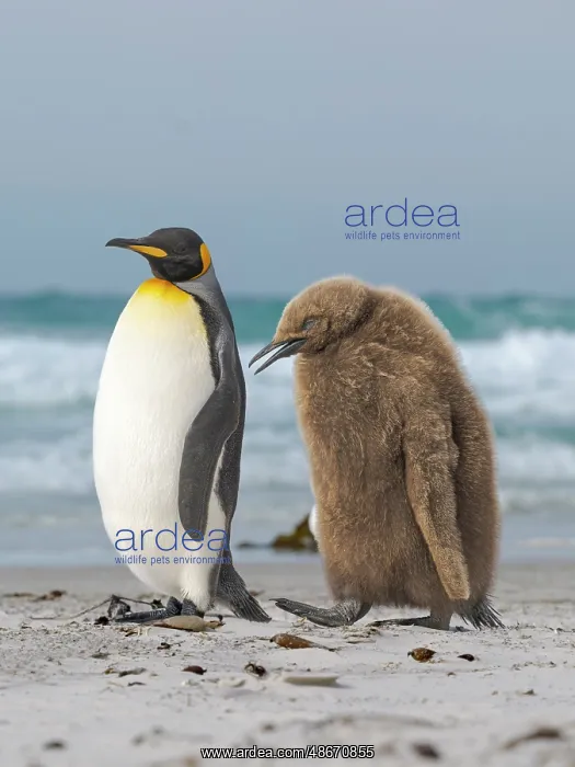 : King penguin chick follows adult in the Falkland Islands in : King penguin chick follows adult in the Falkland Islands in