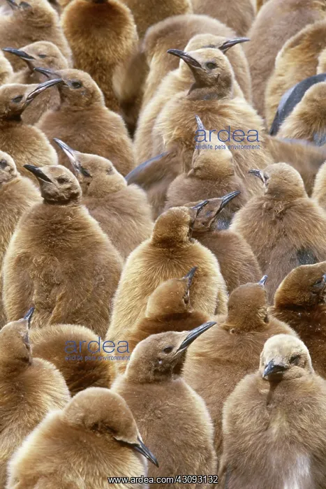 : King Penguin Chicks : King Penguin Chicks
