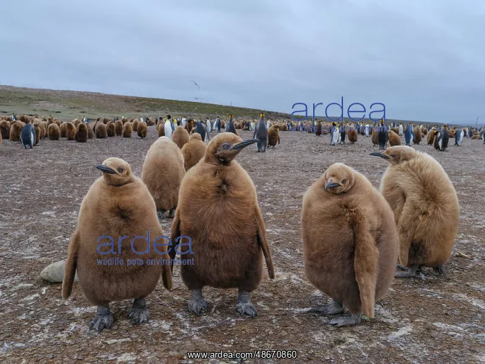 : King penguin chicks in colony in the Falkland Islands in the : King penguin chicks in colony in the Falkland Islands in the