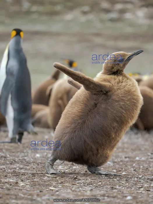 : King penguin chicks in colony in the Falkland Islands in the : King penguin chicks in colony in the Falkland Islands in the