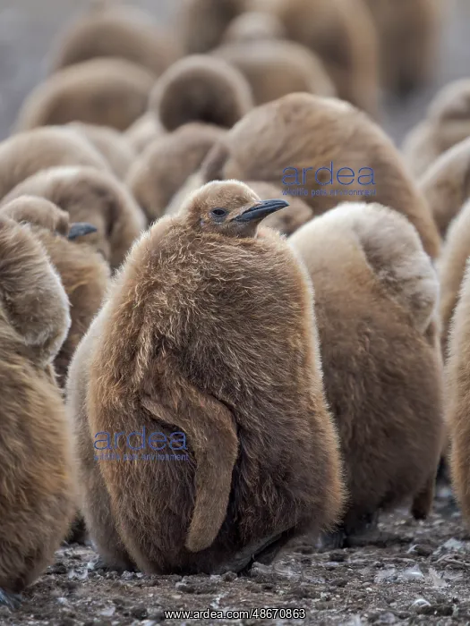 : King penguin chicks in colony in the Falkland Islands in the : King penguin chicks in colony in the Falkland Islands in the