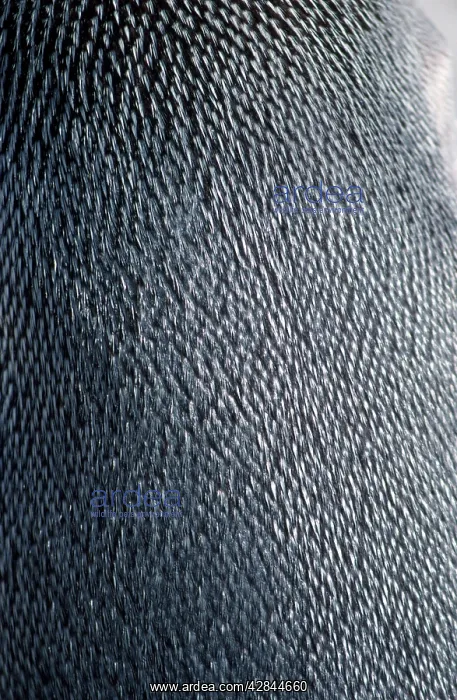 : King Penguin - close-up of back : King Penguin - close-up of back
