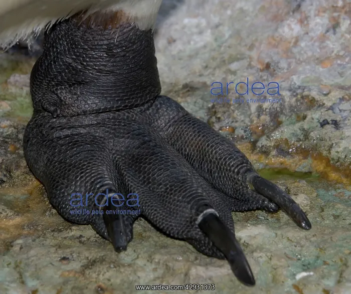 : King Penguin - Close-up of foot : King Penguin - Close-up of foot