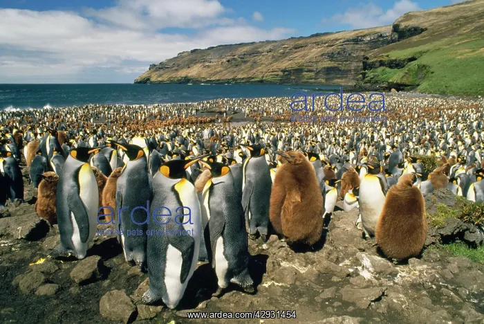 : King Penguin - colony : King Penguin - colony