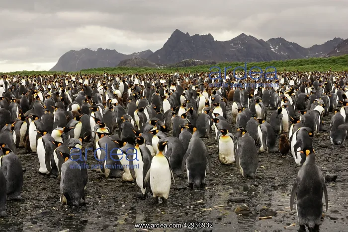 : King Penguin colony : King Penguin colony