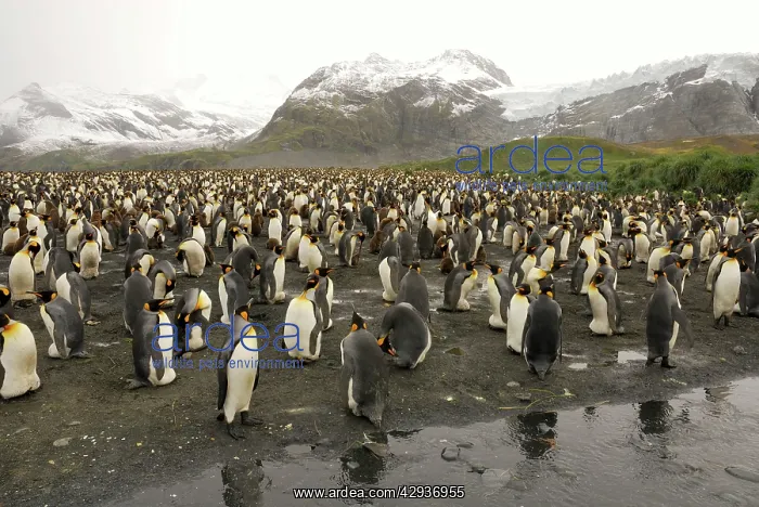 : King Penguin colony : King Penguin colony