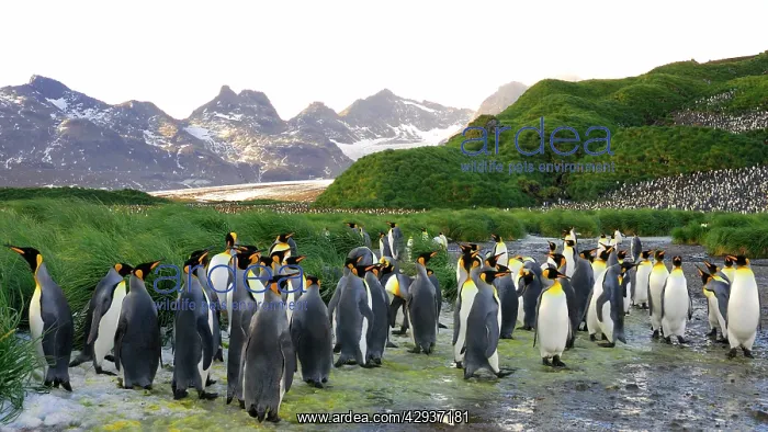 : King Penguin colony : King Penguin colony