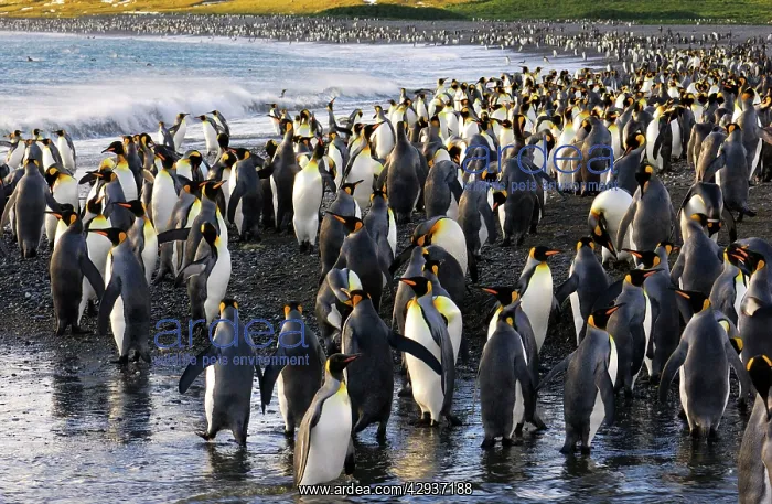 : King Penguin colony : King Penguin colony